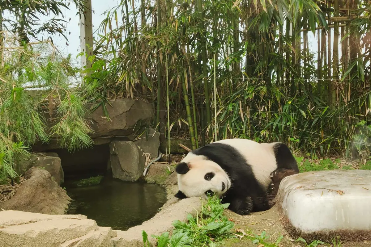Un panda géant est allongé sur le flanc près d'un petit bassin et d'un bloc de glace, avec des bambous en arrière-plan