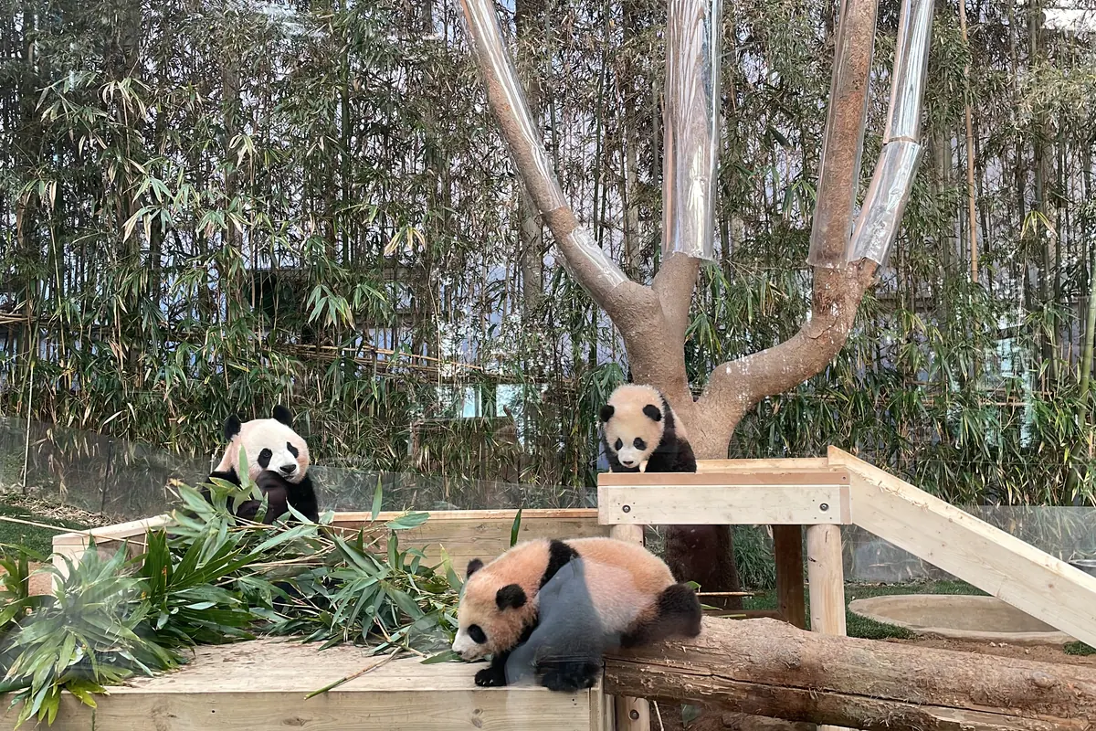 Un panda gigante se sienta entre bambú cortado sobre una plataforma de madera mientras dos pandas más jóvenes juegan, uno sobre un tronco en primer plano y otro junto al tronco de un árbol, con una espesura de bambú al fondo