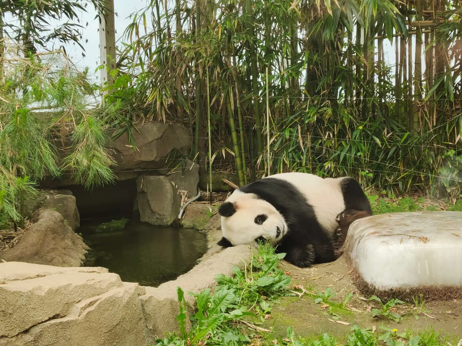 Un panda gigante yace de lado junto a una pequeña piscina y un bloque de hielo, con bambú creciendo al fondo