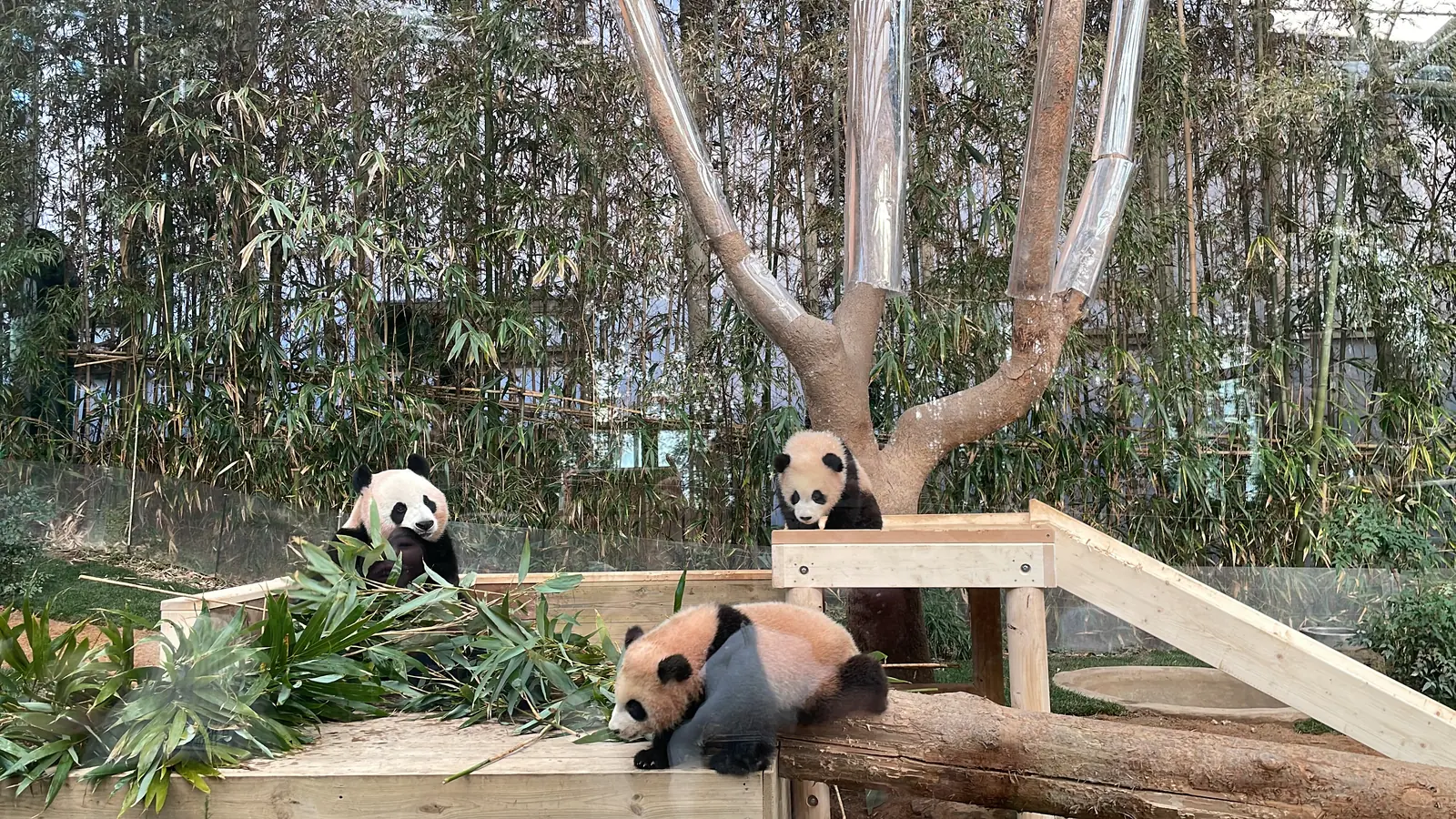 Un panda gigante está sentado entre bambú cortado sobre una plataforma de madera mientras dos pandas más jóvenes juegan, uno sobre un tronco en primer plano y otro junto al tronco de un árbol, con una espesura de bambú al fondo