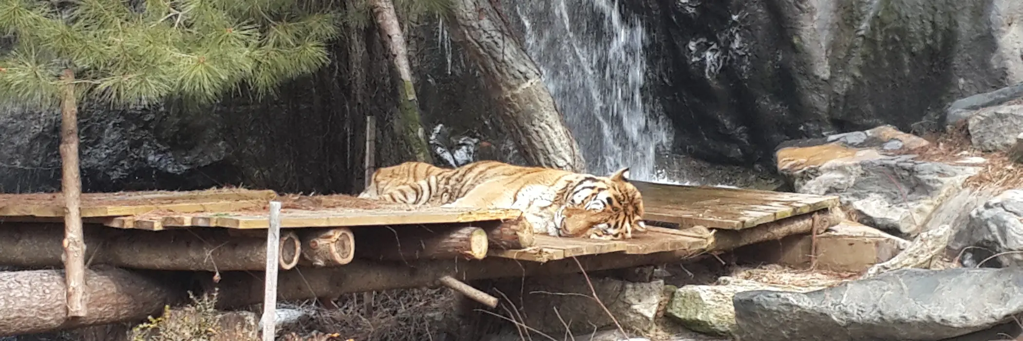 Un tigre yace sobre una plataforma de madera junto a una pequeña cascada y ramas de pino en un recinto rocoso