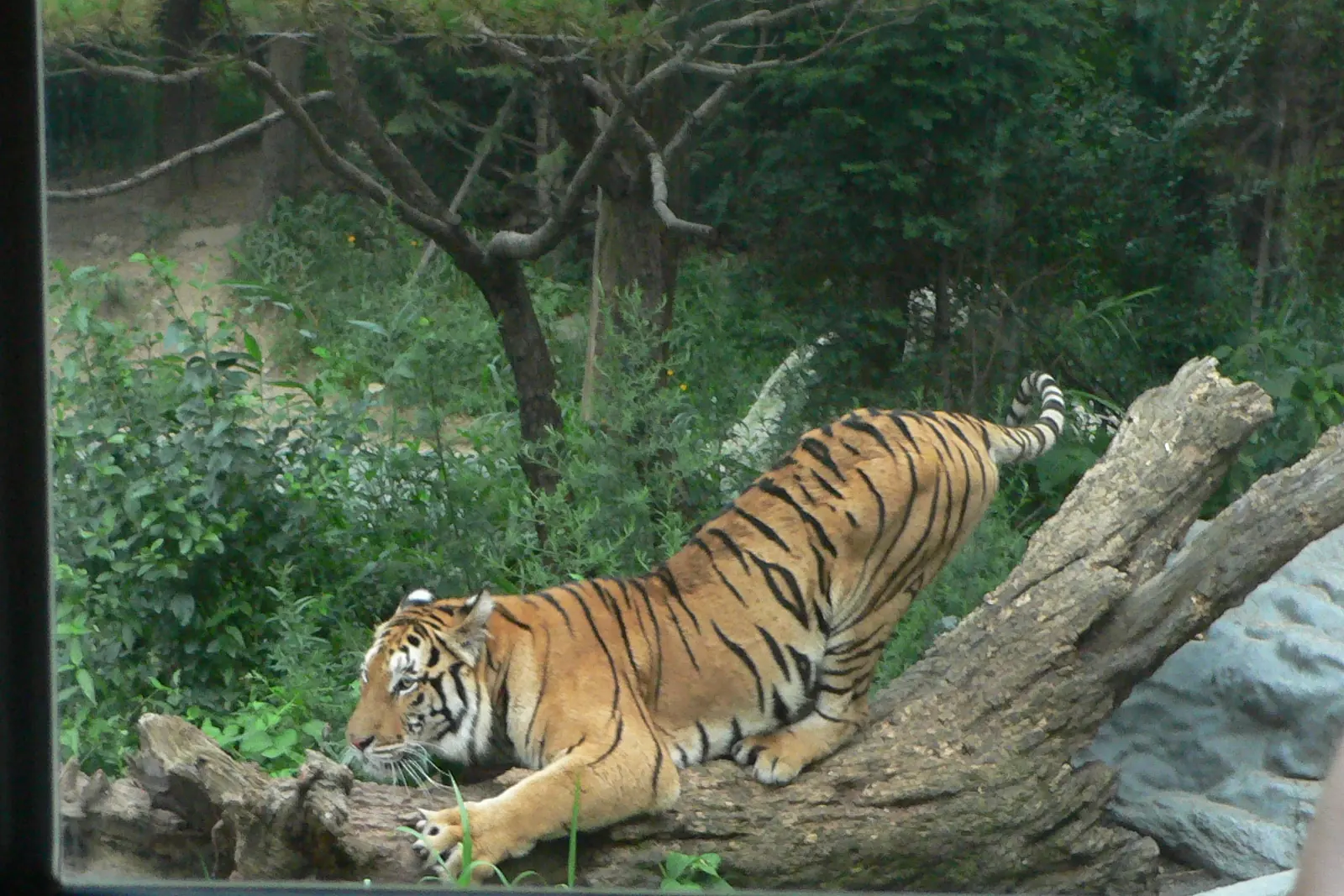 Un tigre agazapado sobre un tronco caído en un recinto boscoso, visto a través de una ventana